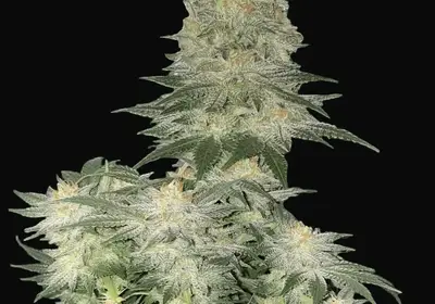 Wedding Cheesecake FF