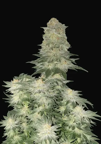 Wedding Cheesecake FF