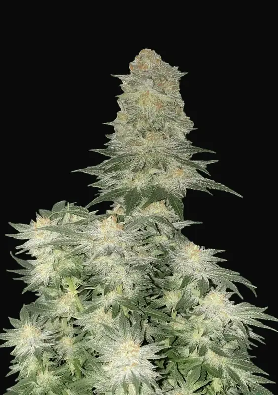 Wedding Cheesecake FF
