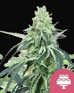Wedding Gelato
