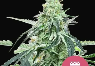Wedding Gelato