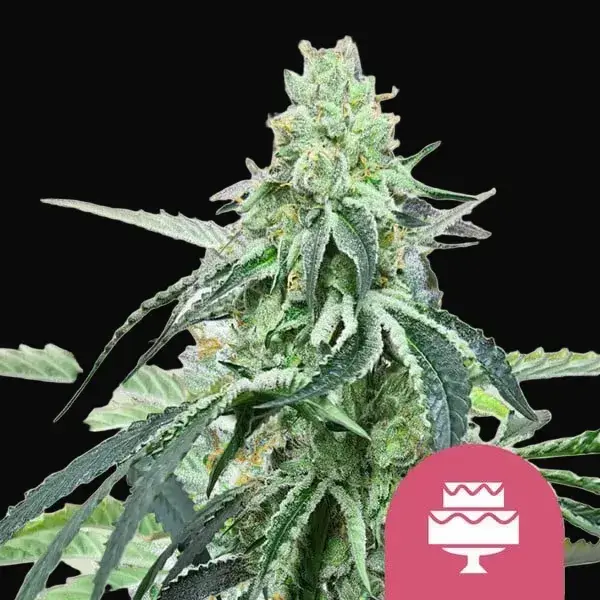 Wedding Gelato