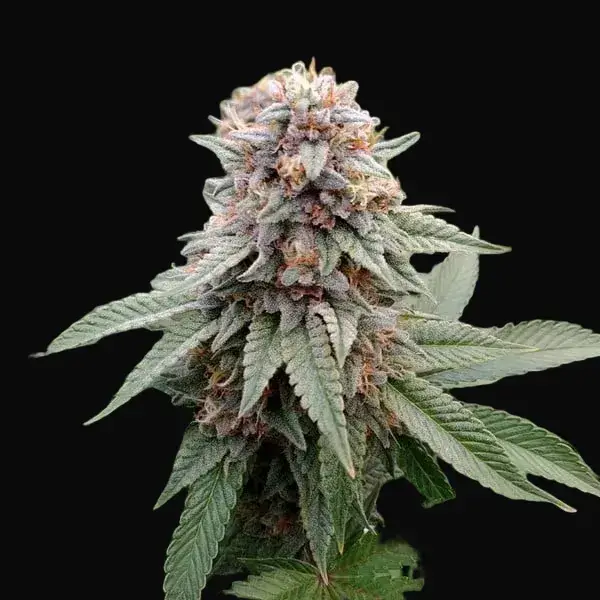 Wedding Gelato — zdjęcie 4