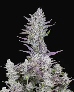 Wedding Glue Auto