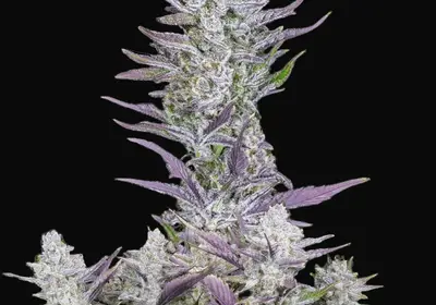 Wedding Glue Auto
