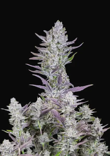 Wedding Glue Auto