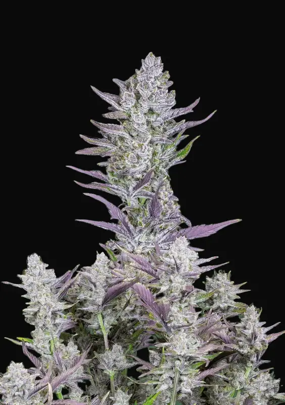 Wedding Glue Auto