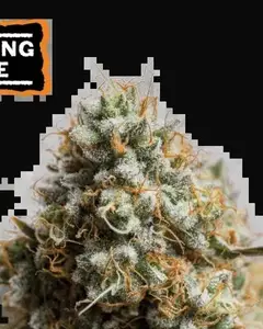 Wedding Glue Auto
