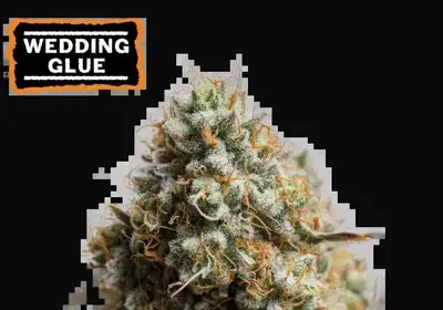 Wedding Glue Auto