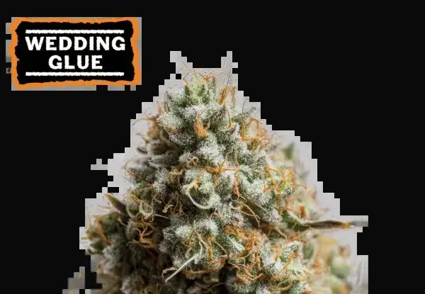 Wedding Glue Auto