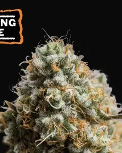 Wedding Glue Auto