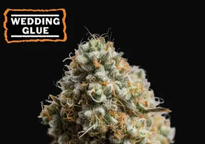 Wedding Glue Auto