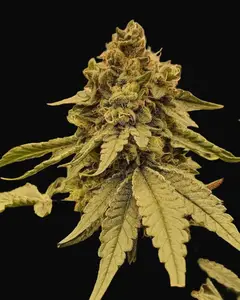 Weddingcake x Frosty Gelato