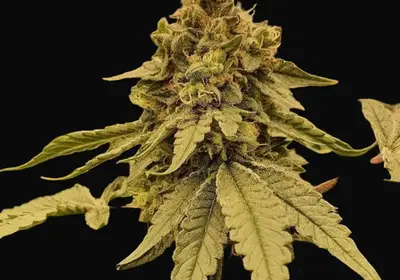 Weddingcake x Frosty Gelato