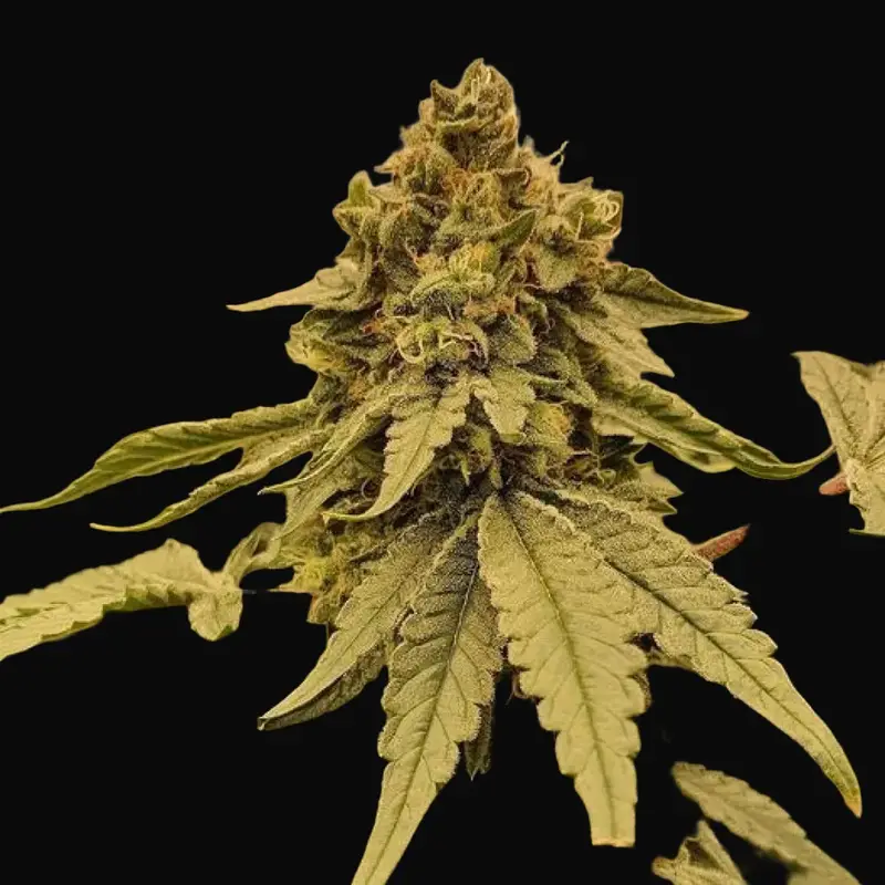 Weddingcake x Frosty Gelato