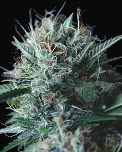 Wembley x Mendocino