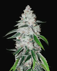 West Coast O.G. Auto