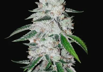 West Coast O.G. Auto