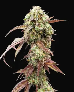 West Coast OG x Gelato Auto 41