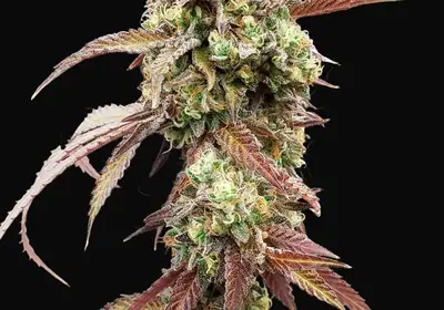 West Coast OG x Gelato Auto 41