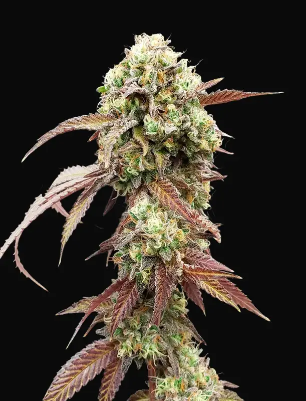 West Coast OG x Gelato Auto 41