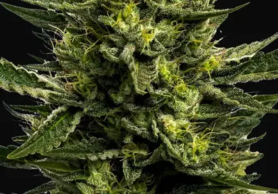 Wham Boom Auto