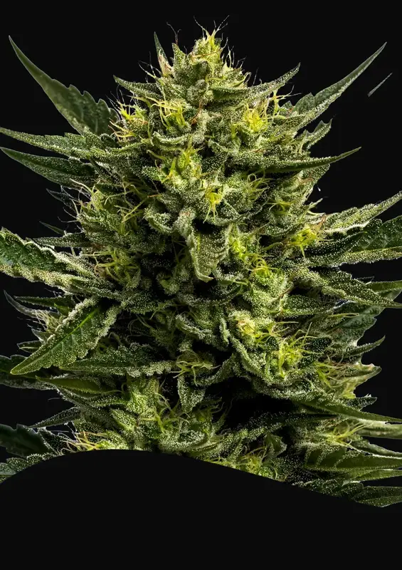 Wham Boom Auto
