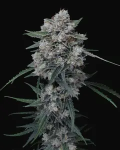 Whipped Runtz Auto