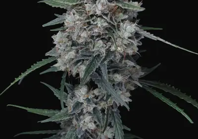 Whipped Runtz Auto