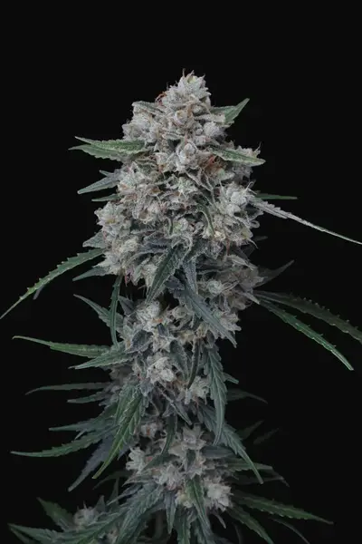 Whipped Runtz Auto