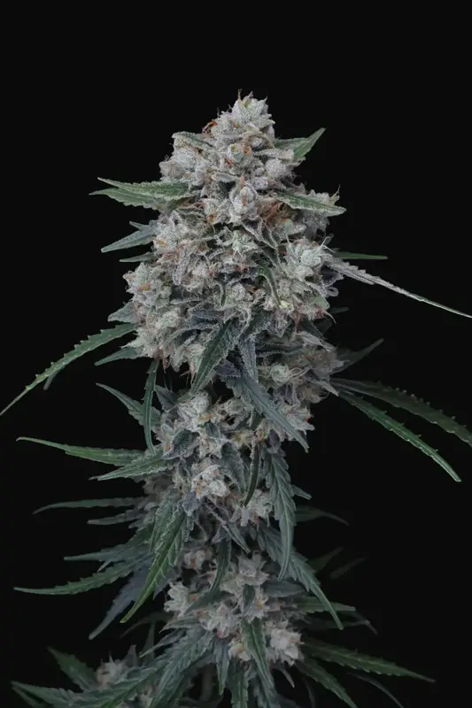 Whipped Runtz Auto
