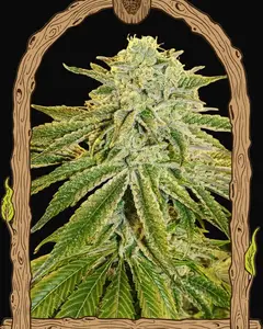 White Banana Auto