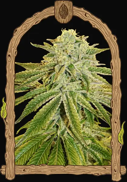 White Banana Auto