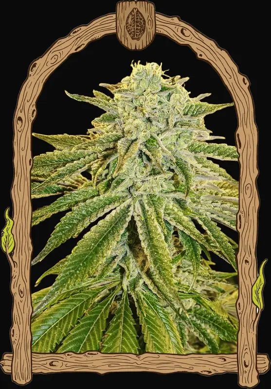 White Banana Auto