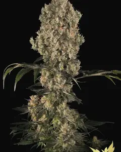 White Berry