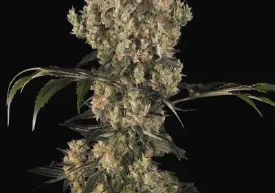 White Berry