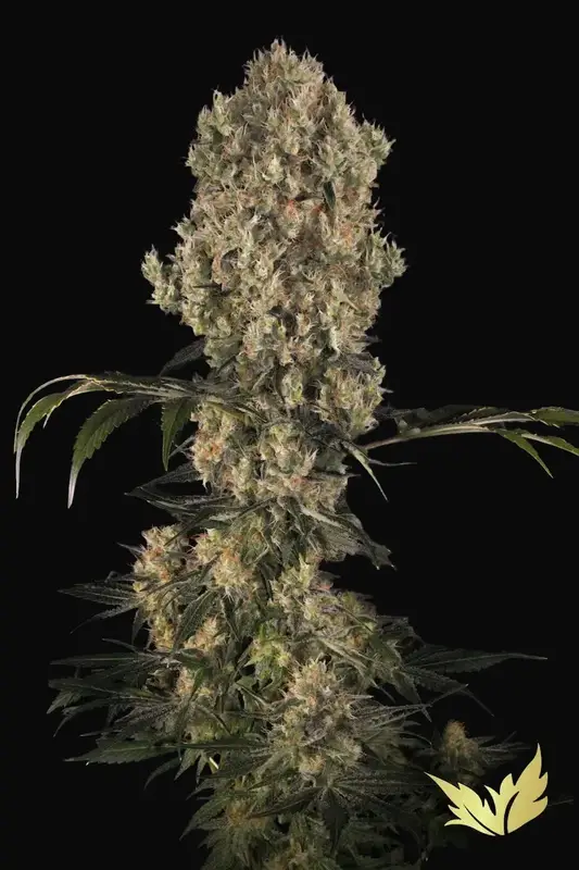 White Berry