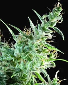 White Bhutanese