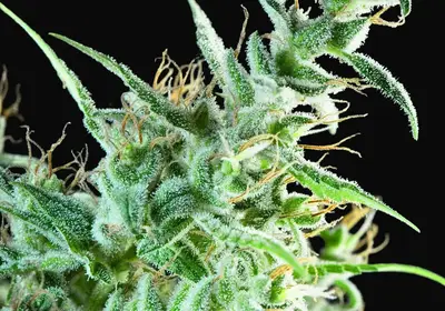 White Bhutanese