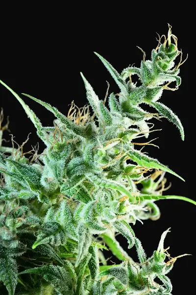 White Bhutanese