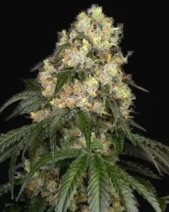 White Biscotti OG XXL Feminized
