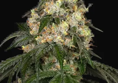 White Biscotti OG XXL Feminized