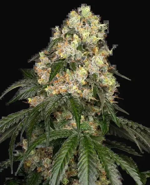 White Biscotti OG XXL Feminized