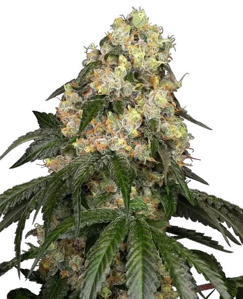 White Biscotti OG XXL Feminized