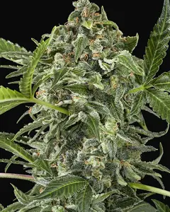 White Cheese Auto