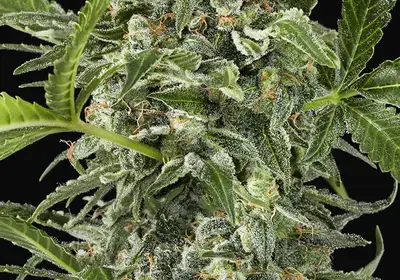 White Cheese Auto