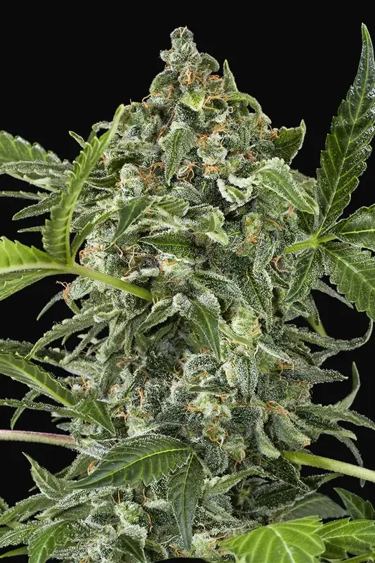White Cheese Auto