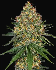 White Cheese Feminized