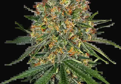 White Cheese Feminized