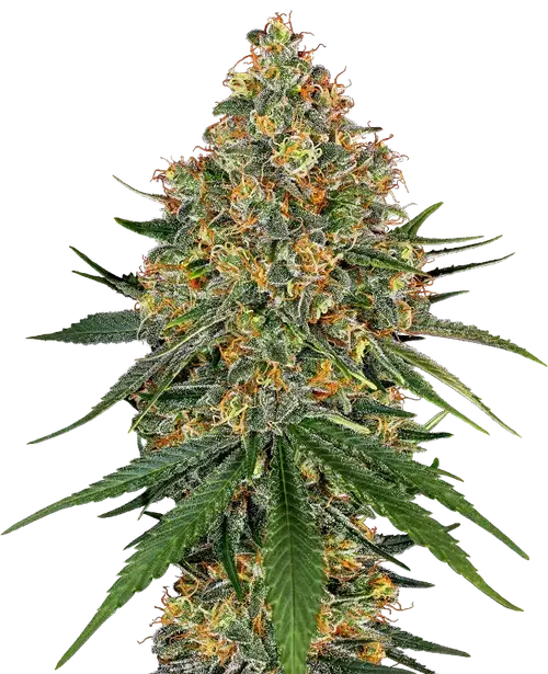 White Cheese Feminized